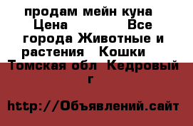 продам мейн куна › Цена ­ 15 000 - Все города Животные и растения » Кошки   . Томская обл.,Кедровый г.